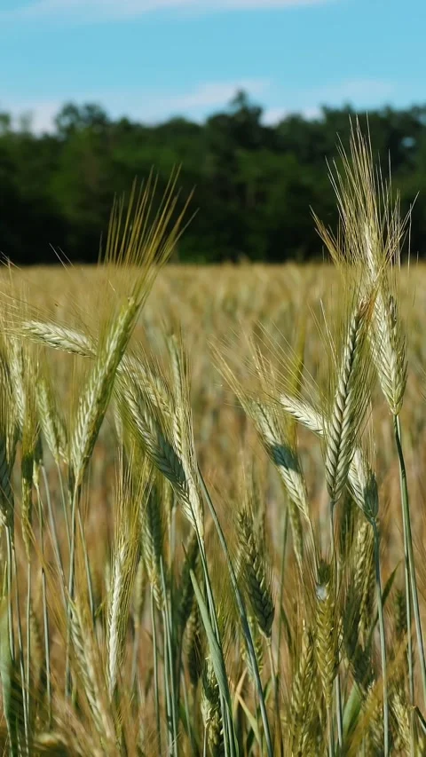 Summer Wheat Field Under Blue Sky Video stock 313795548