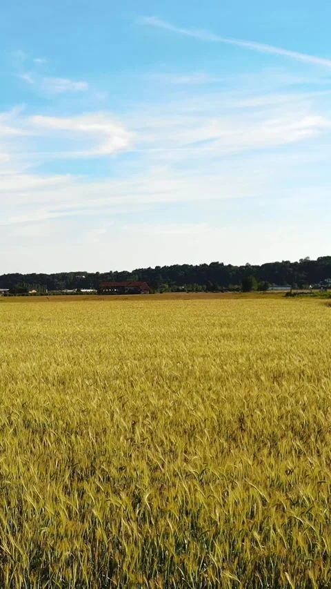 Summer Wheat Field Under Blue Skies. Aerial. Stock Footage 314887440