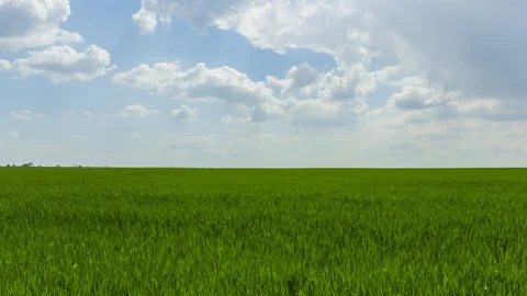 Summer wheat field under cloudy sky, agricultural time lapse scene Stock Footage 129765611