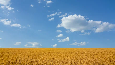 Summer wheat field under a cloudy sky Stock Footage 150681062