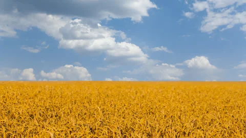 Summer wheat field under a cloudy sky Stock Footage 323365273