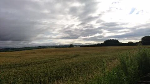 Summer Wheat Field Under Dramatic Sky Stock Photos