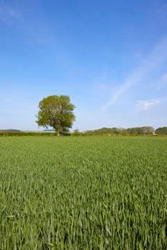 Summer wheat fields Stock Photos