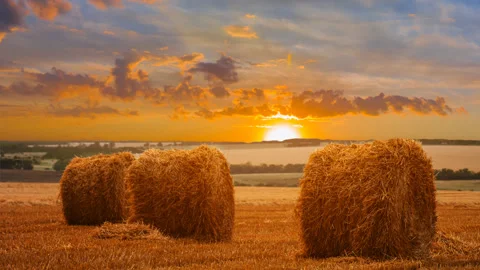Summer wheat fieldwith haystack after a harvest at the sunset time lapse scene Video stock 249652349