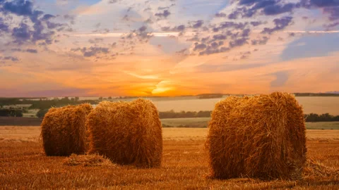 Summer wheat fieldwith haystack after a harvest at the sunset Stock Footage 253430650