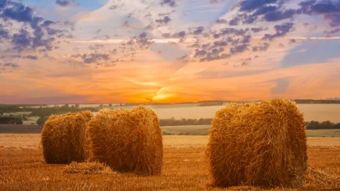 Summer wheat fieldwith haystack after a harvest at the sunset Stock Footage 322693254