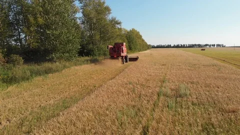Summer wheat harvesting. Working rye harvester combine machines on gold wheat Stock Footage 120117614
