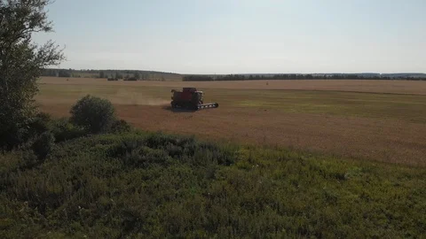 Summer wheat harvesting. Working rye harvester combine machines on gold wheat Stock Footage 120117666