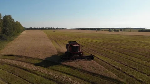 Summer wheat harvesting. Working rye harvester combine machines on gold wheat Stock Footage 120165246