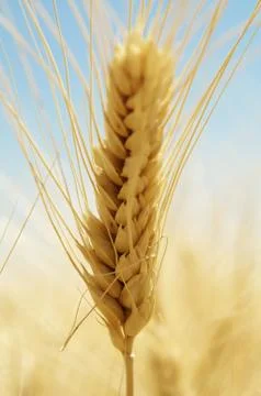 Summer wheat Foto stock