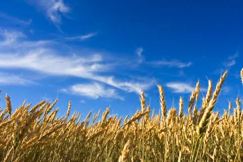 Summer wheat Stock Photos