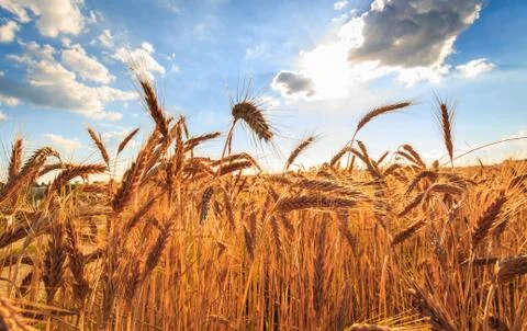Summer wheat Stock Photos