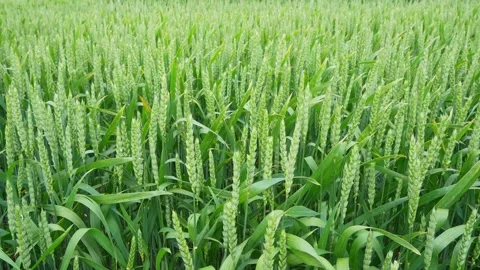 Summer wheat is ripening Stock Footage 321490286