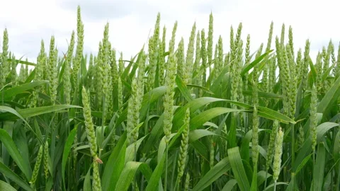 Summer wheat sway in the wind Stock Footage 321517863