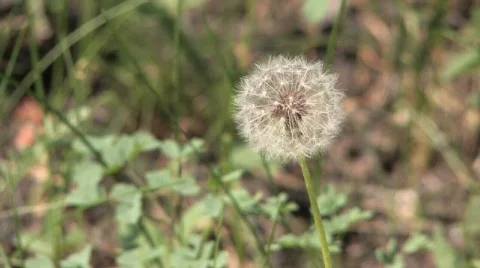 Summer white buds of dandelion Video stock 303897