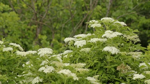 Summer White Flowers 2 Stock Footage 64269211