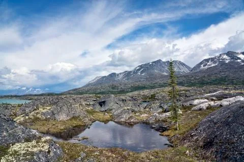 Summer on White Pass Stock Photos
