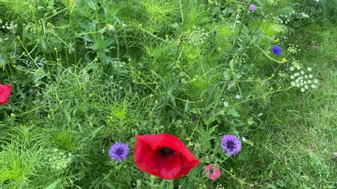 Summer wild flower bed scented blooms blowing softly Video stock 158925328