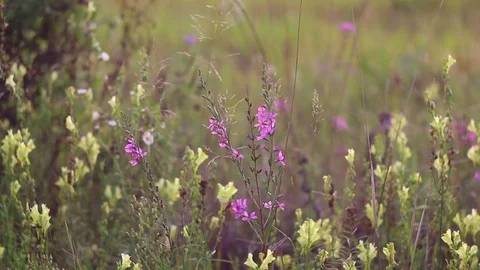 Summer wild flowers swaying in the slight wind in sunset light Stock Footage