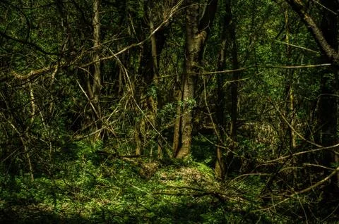 Summer wild forest Foto stock