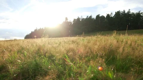 Summer wild meadow Stock Footage 78265107