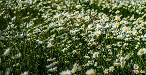 Summer wild meadow Stock Photos