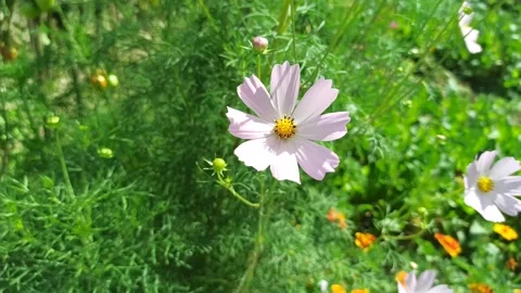 Summer wildflower on grass background Stock Footage