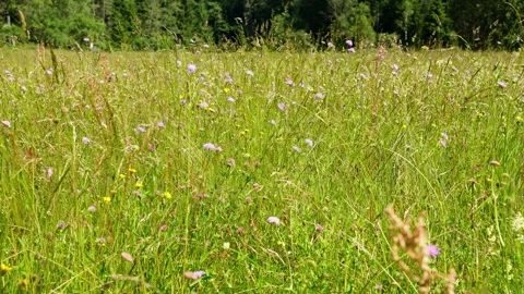 Summer Wildflower Meadow Stock Footage 340877857