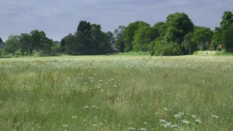 Summer Wildflower Meadow at Pebble Mill Fields Birmingham. Stock Footage 340452840