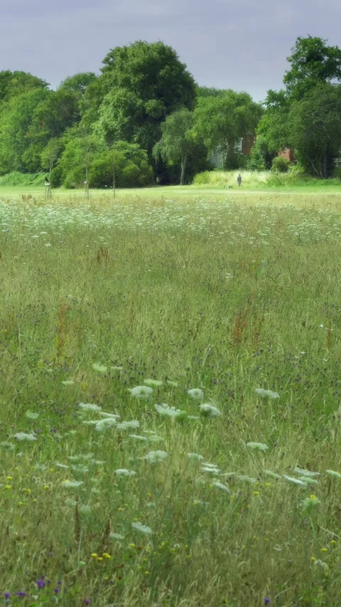 Summer Wildflower Meadow at Pebble Mill Fields Birmingham. Stock Footage 340466149