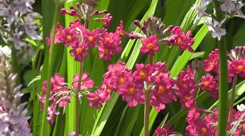 Summer Wildflower Meadow Primulas Stock-Footage 48658149