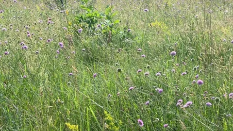 Summer Wildflower Meadow with Purple Scabious Flowers Stock Footage 337651460