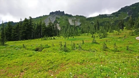 Summer Wildflowers and Alpine Meadows at Spray Park Trail, Mount Rainier Nationa Video stock 332082151