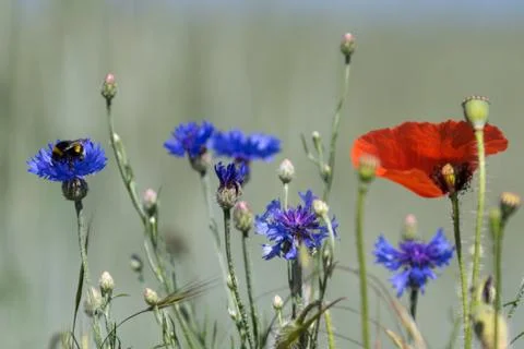 Summer wildflowers between field path and cornfield with field bumblebee Stock Photos
