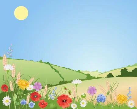 Summer wildflowers Stock Illustration