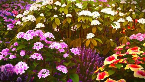 Summer wildflowers on meadow 3d rendering 库存插图