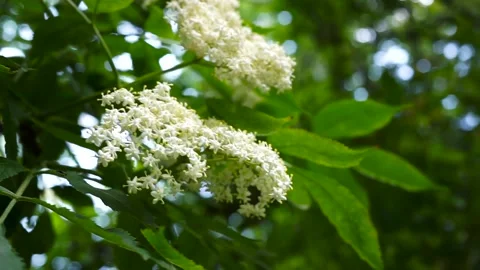 Summer wind, blossoming elderflower. Stock Footage 311242390