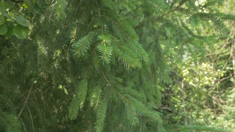 Summer wind blowing the pine tree branch Stock Footage 114697366