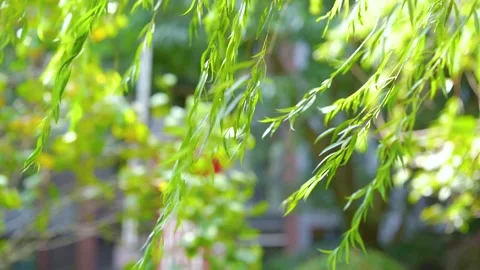 Summer Wind Blowing Through Swaying Willow Leaves 4K Video stock 341862432
