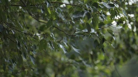 Summer wind blowing tree - Slow Motion 180FPS HD Stock Footage 120266895