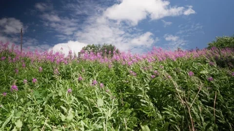 Summer wind blows on Fireweed Stock Footage 169625266