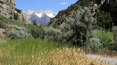 A summer wind blows grass and shrubbery with rocky canyon cliffs and mountains Stock Footage 39486619