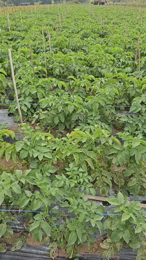 Summer wind blows in the potato fields Stock Footage 249086931