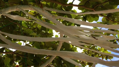 Summer wind in the foliage of trees 스톡 동영상 90982514
