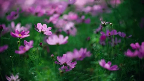 In the summer wind - the garden is in full bloom with Gesang flowers Stock Footage 257865064