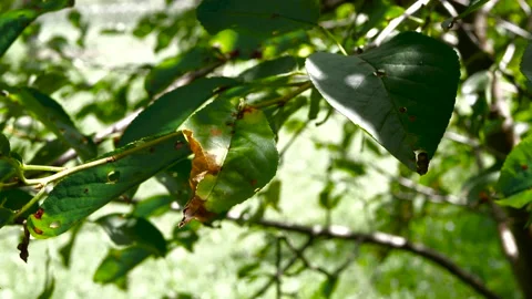 Summer wind gently moves the sick cherry tree leaves Stock Footage 158365948