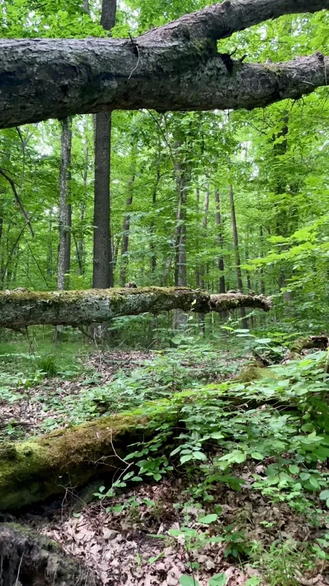 Summer wind in the green forest Stock Footage 245617416