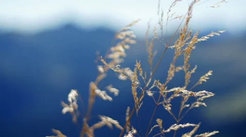 Summer wind moving grass with mountains in the background Stock Footage 62568385