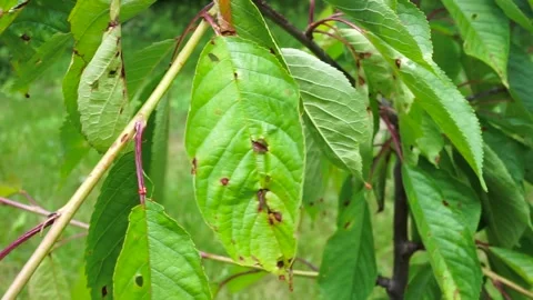 Summer wind , sick cherry leaves Stock Footage 311242397