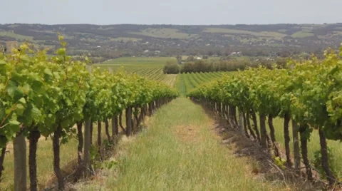 Summer wine vine yard Stockbeeldmateriaal 905055